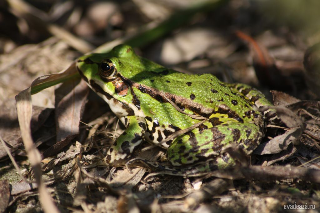 Wildlife in Delta Dunarii - Crisan | 3